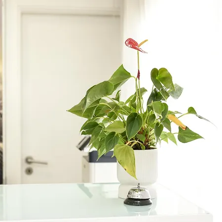 ホテル Dom Joao エントロンカメント